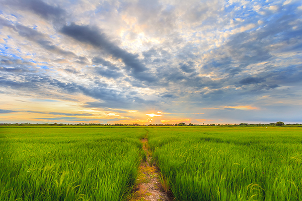 Veripath is Pleased to Announce it has Completed the Purchase of Approximately 10,500 Acres of Farmland