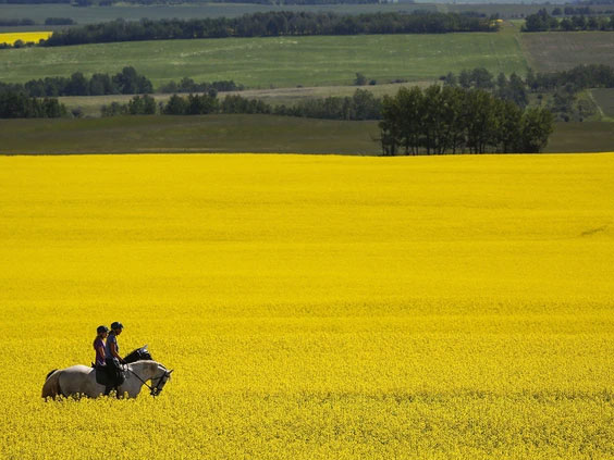 Canola Prices Continue to Rally – at 13 Year Highs