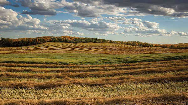 Farmland Leasing is Increasing in Popularity