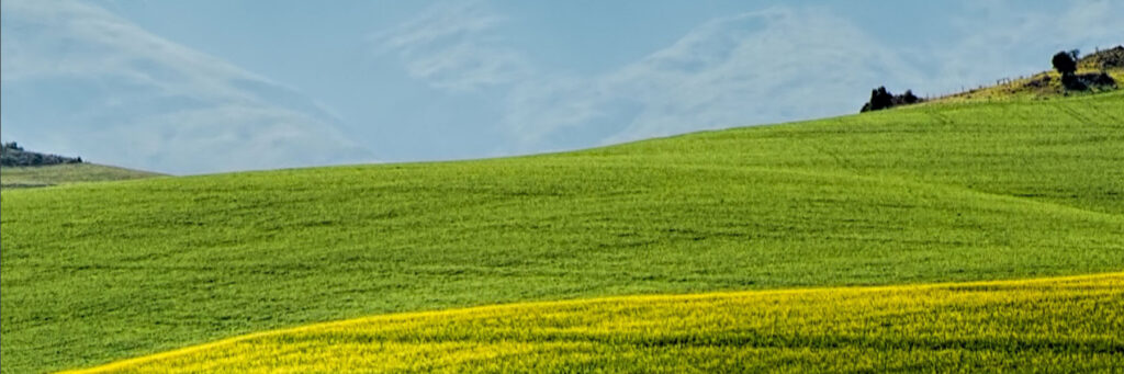 In a Sea of Red, an Inviting Patch of Green