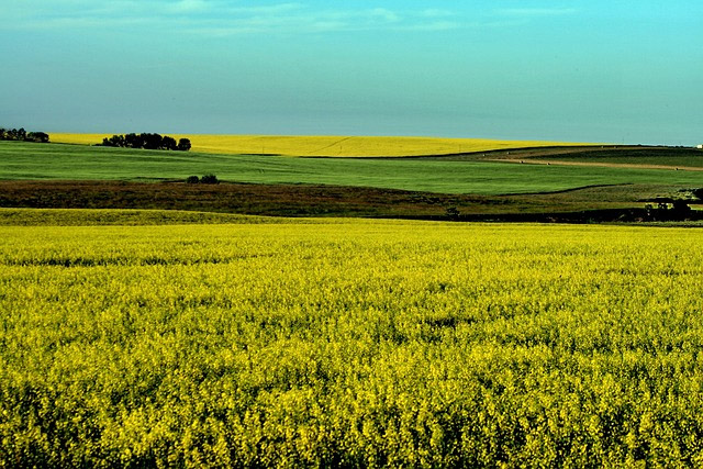 Veripath Acquires an Additional 640 Acres of Farmland in Saskatchewan